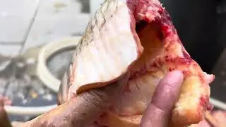 ត្រីឆ្កេាកទន្លេសាប (Cyclocheilichthys enoplos)