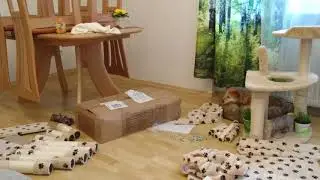 Der neue Kratzbaum ist da