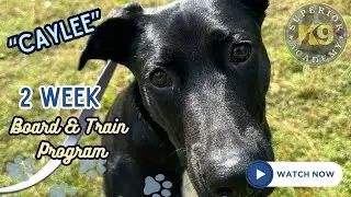 Lab Mix “Caylee” 2 Week Board & Train Program | Powerful Puller | Florida Dog Trainers