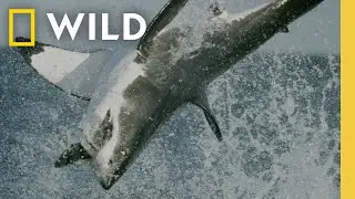 Shocking Shark Hunts | National Geographic