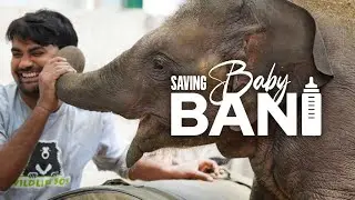 Saving Bani | Remarkable story of a young elephant calf's recovery after a train collision in India