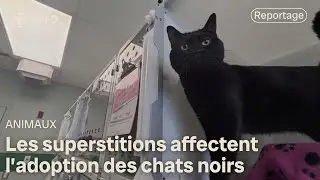 Moins populaires que les autres, les chats noirs font encore l'objet de préjugés