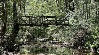 Big South Fork- Laurel Fork Creek, Station Camp Creek, Historic Homesite, Late Summer Wildflowers