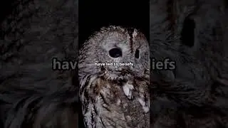 The Mystical Owls of Native American Lore