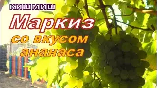 Кишмиш Маркиз со вкусом ананаса.