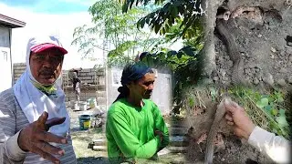 Cobra malapit sa ginagawang bakod nababahala ang mga trabahador