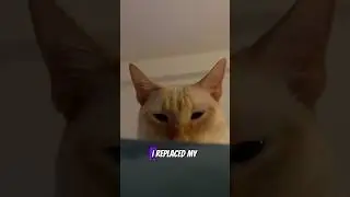 Litter box hack 😼😼😼