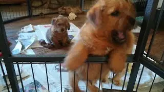 Norfolk Terrier Welpen - van de Erdmanntjes - 14. Wurf