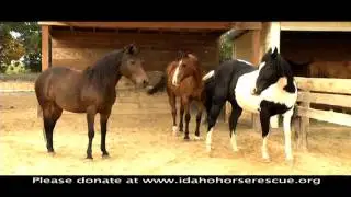 Idaho Horse Rescue   Operation New Barn