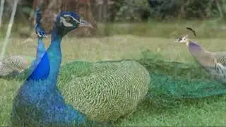 Peacock Magic　#art, #fantasy