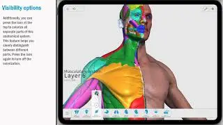 Visibility Options Visual Anatomy 3D (v3.0) | Tutorial