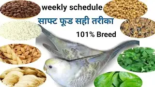 Budgies Weekly Food Schedule: Soft Food Ideas