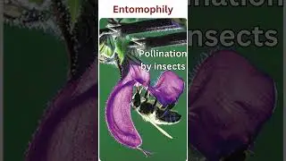 Entomophily #entomophily #pollinationbyinsects