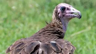 International Vulture Awareness Day