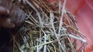 Macaw in my home #new #shorts