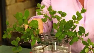 How To Arrange A Centerpiece with Buffy Hargett | Southern Living