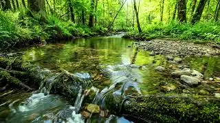 Stream Flowing Through Rocky Rapids, Birds Singing in Forest, Water Sounds for Sleep and Calm ASMR