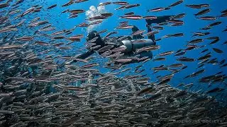 Sidemount Diving with Millions of Fish in a Marine Sanctuary