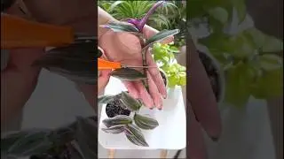 Propagating Tradescantia Nanouk in soil mix 💞 #tradescantia #propagation #indoorplants #plants