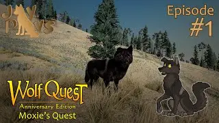 A Wolf Who Can't Hunt Elk? | Moxie's Quest #1