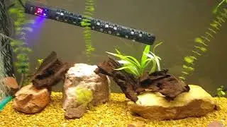 Fish room update March 10th 2019