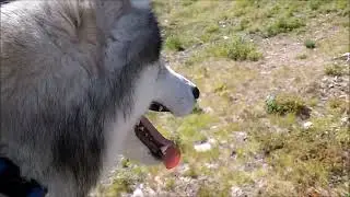 Bridger the husky rides Ski/chair lift at Loup Loup Ski Bowl