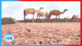 Mandera drought worsens as county enters alarm phase