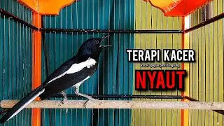kacer gacor NGEPLONG tarung ini paling ampuh buat PANCINGAN KACER agar EMOSI NYAUT