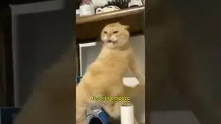 GATITO BAILESITO