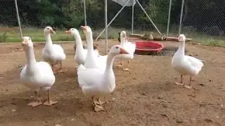 Emden goose and ducks - Freddy Farm - (Samsung S7 Edge)4k