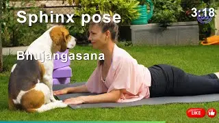 Bhujangasana: Strengthen Your Back, Improve Digestion, and Enhance Internal Organ Health