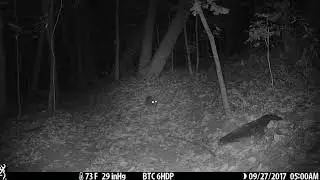 Rabbit at Night