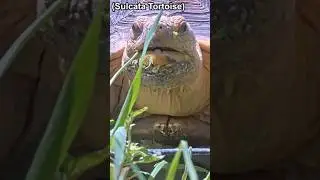 how to deflate a tortoise #alveus