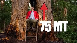 Karri Valley - Tallest Trees in Western Australia