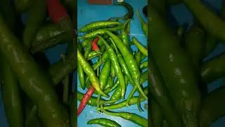 #odiyalu#homemade#saggubiyyam#murilu#cooking#tastyfood#food#eating#sailajamma#