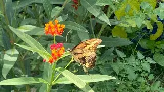 CONTAINER GARDEN TOUR‼️🌱🍃 #gardening #gardentour #inspiration