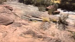 Black footed Wallaby, Palm Valley, Finke Gorge National Park, Northern Territory, Australia