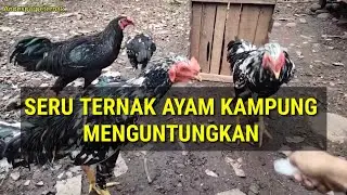 The fun and profitable way to raise free-range chickens