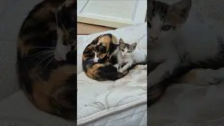 Mother Cat's Heartwarming Reunion with Lost Kitten