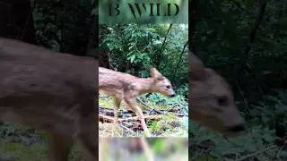 #ciervo #deer #belgium #bwild