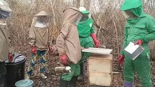 Beekeeping, a key resource for the forests of the Congo Basin