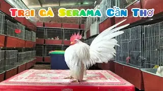 Mời cả nhà tham quan trại và ngắm những chú gà tí hon | Trại gà Serama Cần Thơ.