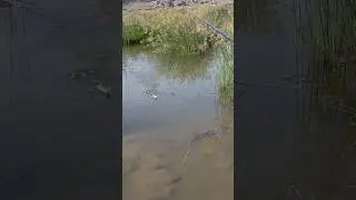 17gram dushman frog best action#shorts #youtubeshorts #shortvideo #viral