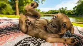 Top Doggy