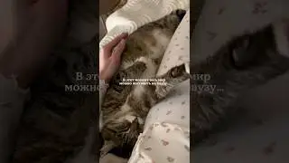 Со звуком🤍Самый тёплый уголок во вселенной #котики #cat