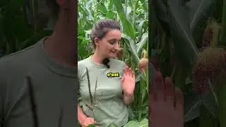 Reproduction du ma&iuml;s 🌽