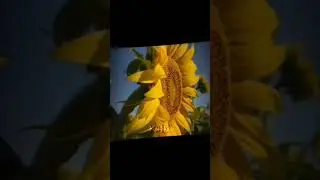 Sigma flower.  #sigma #sigmarule  #boxing #karma #sunflower #edit
