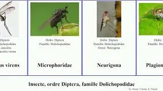 Insecte, ordre Diptera, famille Dolichopodidae commune virens connexus Dolichopus Plagioneurus