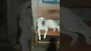 pogi naman ni teddy #petsofworld #petsoftiktok #petslover #dogs #doglover#trendingshorts#viralvideo