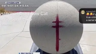 Man allegedly killing cats for 'demonic ritual' in San Pedro